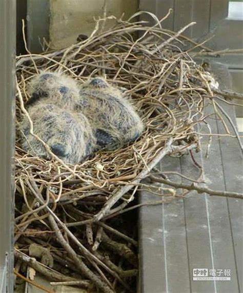 斑鳩築巢下蛋風水|珠頸斑鳩來我新家築巢